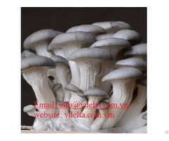 Mushroom From Vietnam