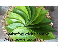 High Quality Betel Leaf
