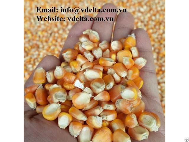 High Quality Dried Corn Seeds