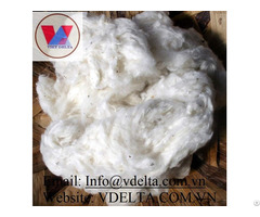 Raw Cotton Wool From Viet Nam