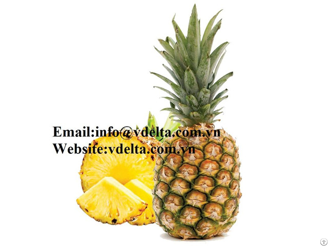 High Quality Fresh Pineapple Vdelta