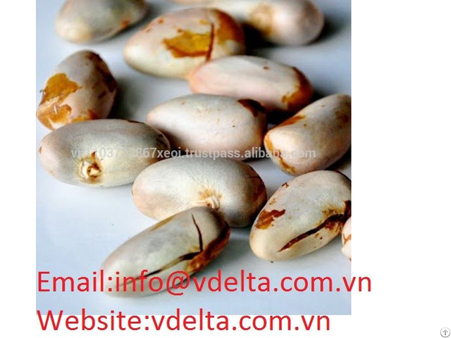 High Quality Powder Jackfruit Seed Vdelta