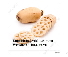 High Quality Lotus Root Vdelta