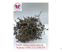 Best Price For Grass Jelly Herb Vietnam