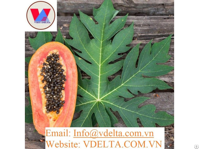 High Grade Papaya Leaf