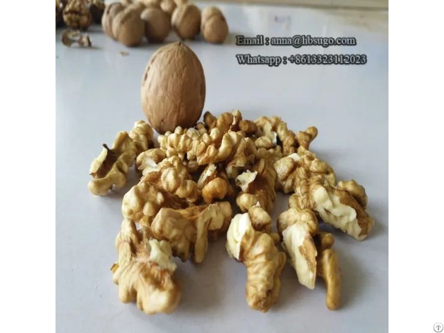 Various Sizes Walnut Kernels Supplier First Quality