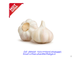Netherlands Wholesale Fresh Garlic