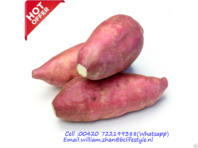 Netherlands Wholesale Sweet Potatoes