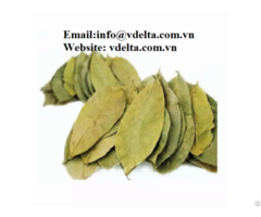 Organic Dried Soursop Leaf From Viet Nam