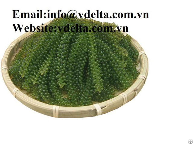 100 Percent Natural Sea Grapes With Best Quality From Vietnam