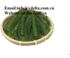 100 Percent Natural Sea Grapes With Best Quality From Vietnam