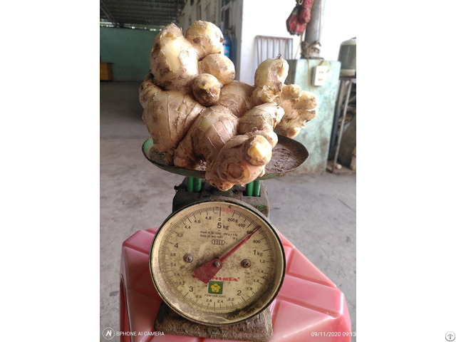 Wholesale Natural Fresh Ginger Helen 84 346 922 313