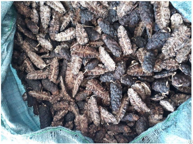 Dried Noni Fruit Helen 84 346 922 313