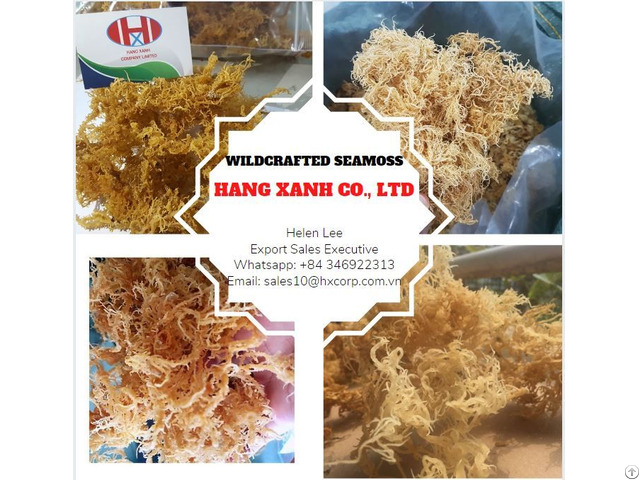 Wholesale Seamoss Wildcrafted Helen 84 346 922 313