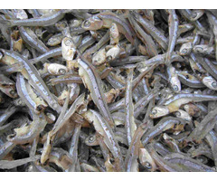 Anchovy Fresh Dried Frozen