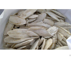 Dried Cuttlefish Bone