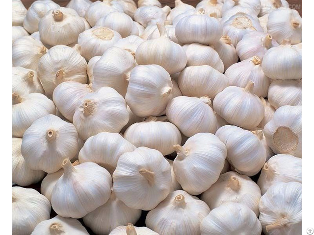 Fresh Garlic With Good Price