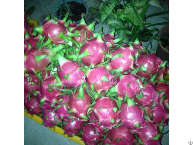 High Quality Dragon Fruit