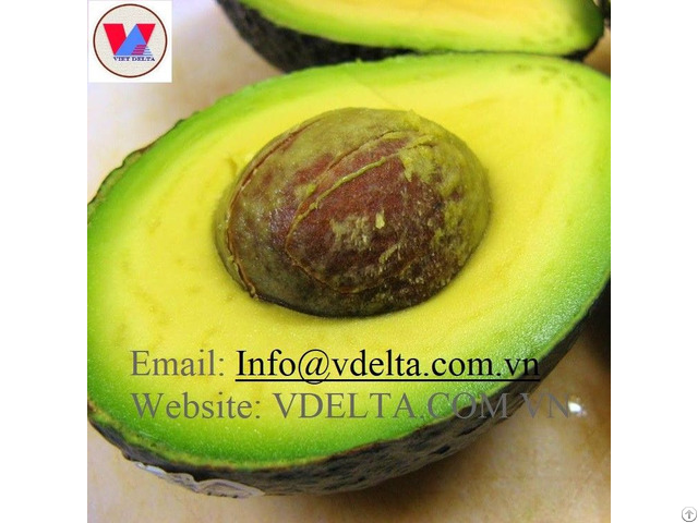 Vietnam Avocado Fruit