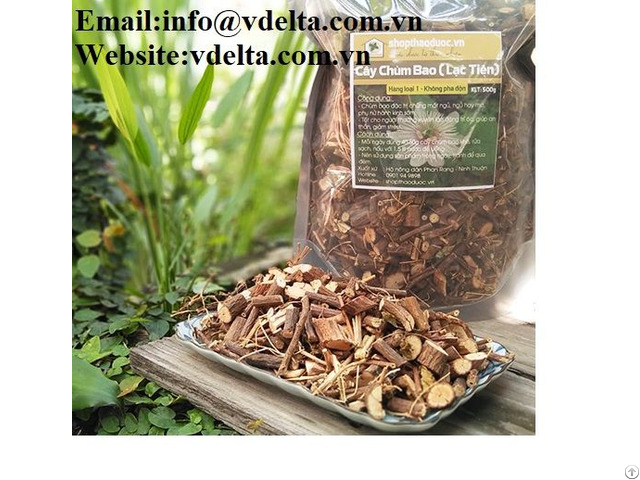 High Quality Dried Leaf Passionflower Vdelta