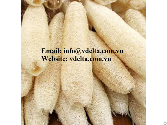 High Quality Luffa Cheap Viet Nam