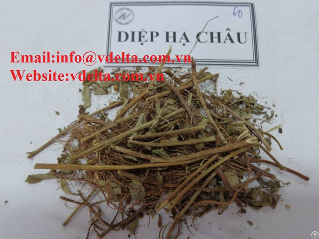 High Quality Dried Phyllanthus Amarus Vdelta