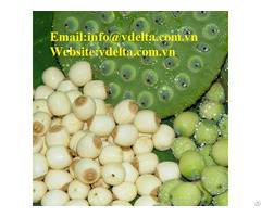 High Quality Lotus Seeds In From Viet Nam