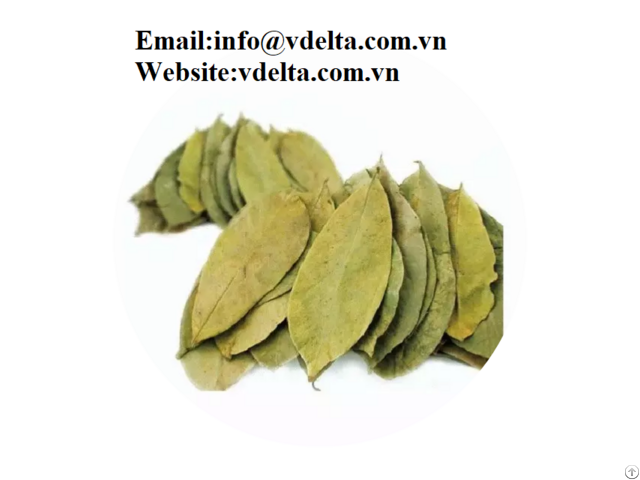 High Quality Dried Soursop Leaves Vdelta