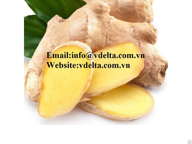 High Quality Fresh Ginger Viet Delta