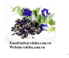 High Quality Butterfly Pea Petal Viet Delta