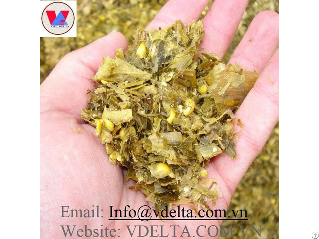 High Quality Corn Silage