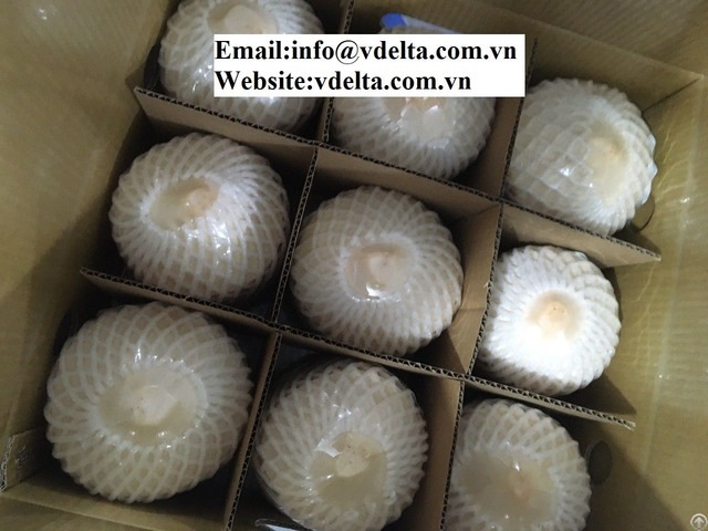 Vietnam Fresh Young Coconut Best Price