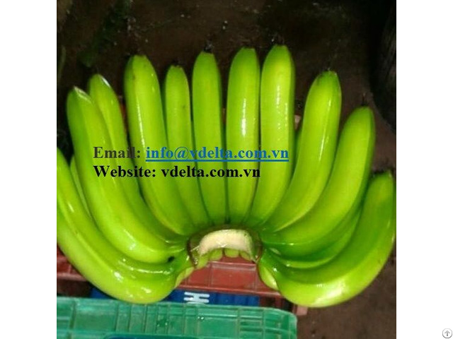 Fresh Banana From Vietnam