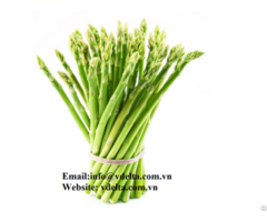 Supply Fresh Green Asparagus In Vietnam