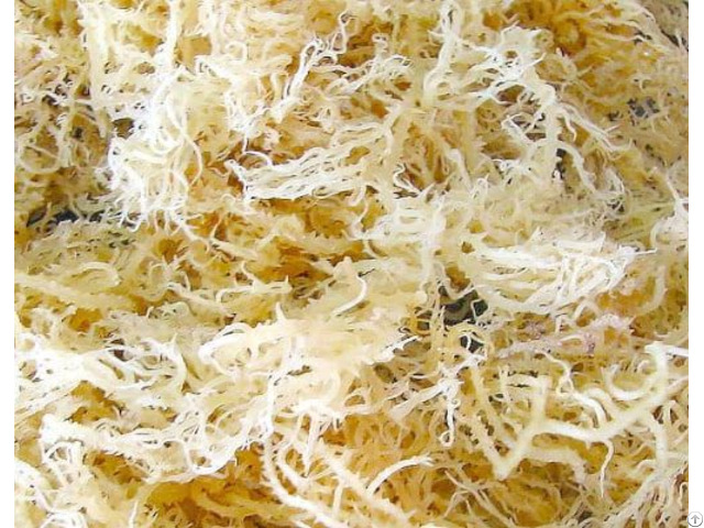 Dried Sea Moss