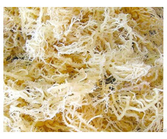 Dried Sea Moss