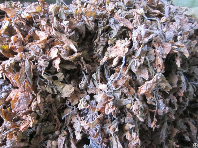 Raw Sargassum Seaweed Brown Algae