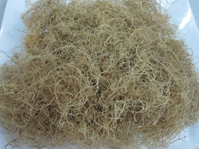 Dried White Gracilaria Ogonori