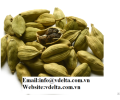 High Quality Green Cardamom Exporter Viet Delta