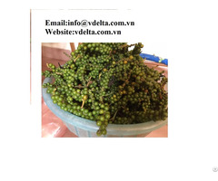 High Quality Green Color Black Pepper Viet Delta