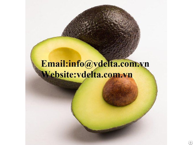 Vietnam Avocado Fruit From Viietnam