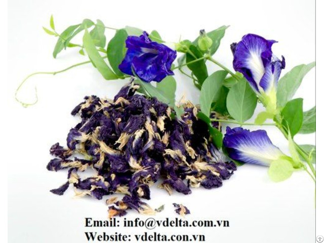 Butterfly Pea Petal Hoa đậu Biếc