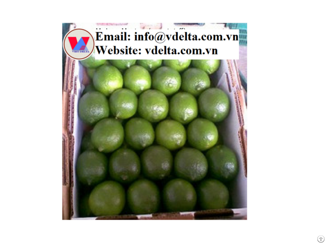 High Qualtiy Fresh Lime Viet Nam