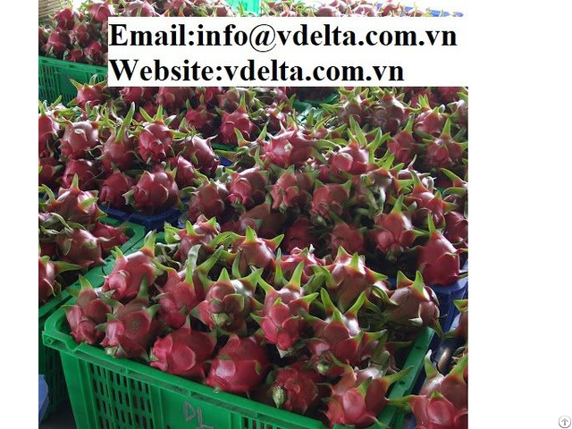 High Quality Fresh Dragon Fruit Vdelta