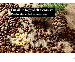 High Quality Pine Nuts Best Prices