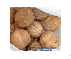Vietnam Fresh Mature Coconut