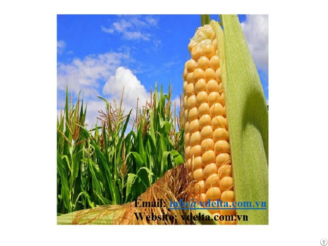 Yellow Corn For Animal Feed With High Quality