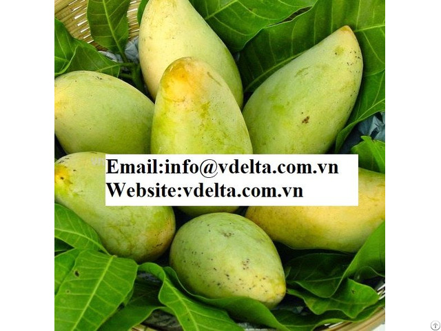 High Quality Fresh Mango Sweet Viet Nam