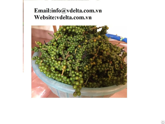 Natural Green Pepper Viet Nam High Quality