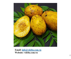 Ambarella Vietnam Tropical Fruit